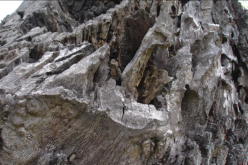 Wooden textures