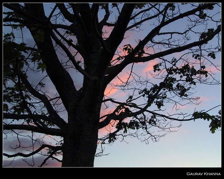* Silhouette