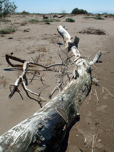 Trunk