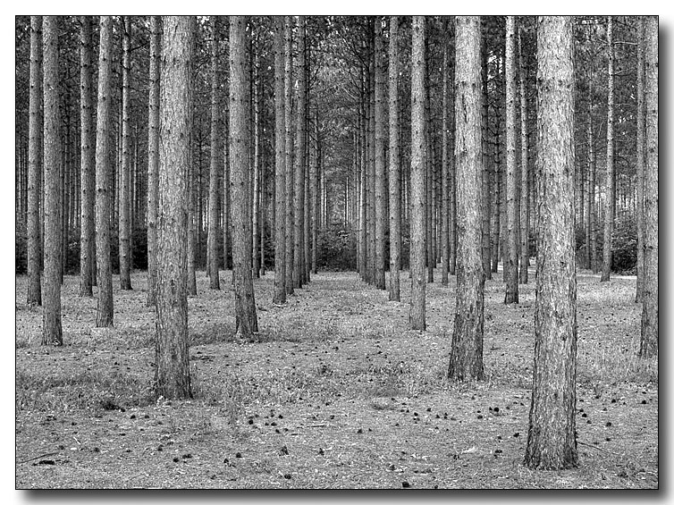 <b>7th Place [Tie]</b><br>trees