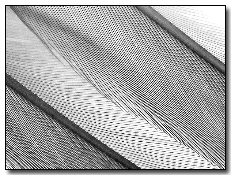 <b>9th Place [Tie]</b><br>IR feathers