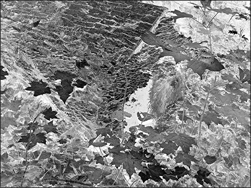Leaves in Abstract<br>by pufflkat