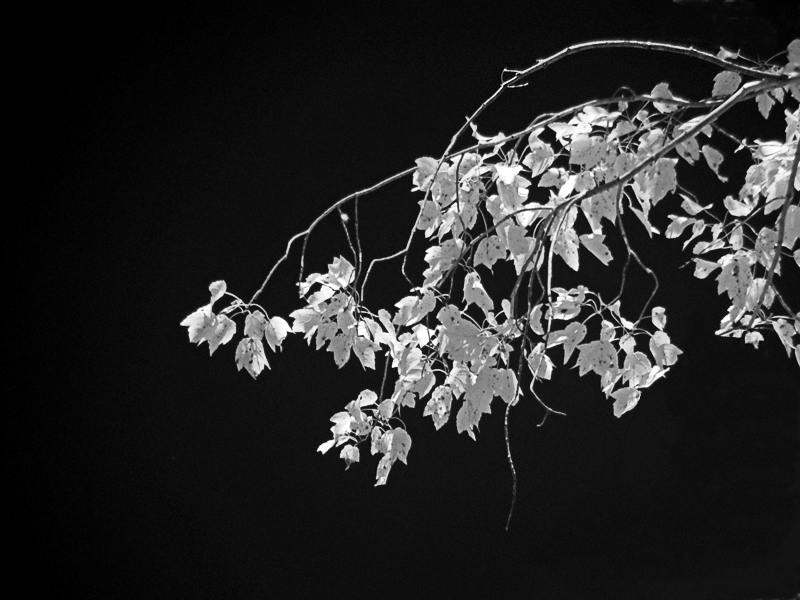 Reaching<br>by Marcus