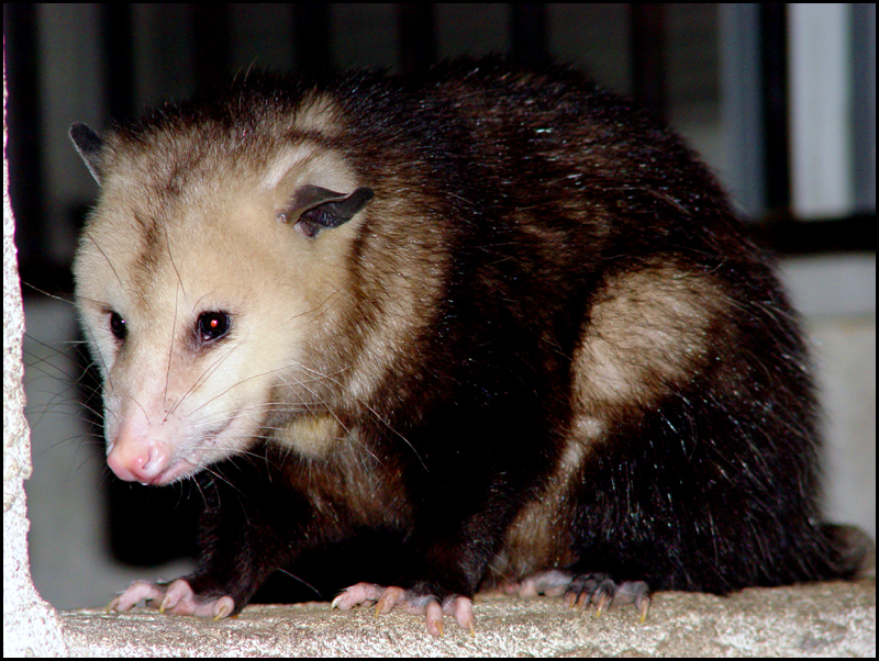 <b>10th Place[Tie]</b><br>Opossum (53657)<br>By DM Watson