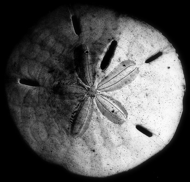 7th place<br>sand dollar