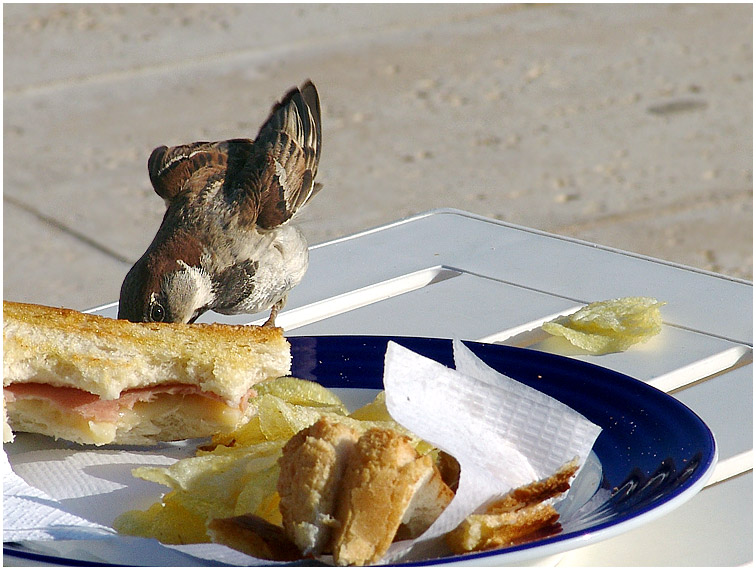 Toasts