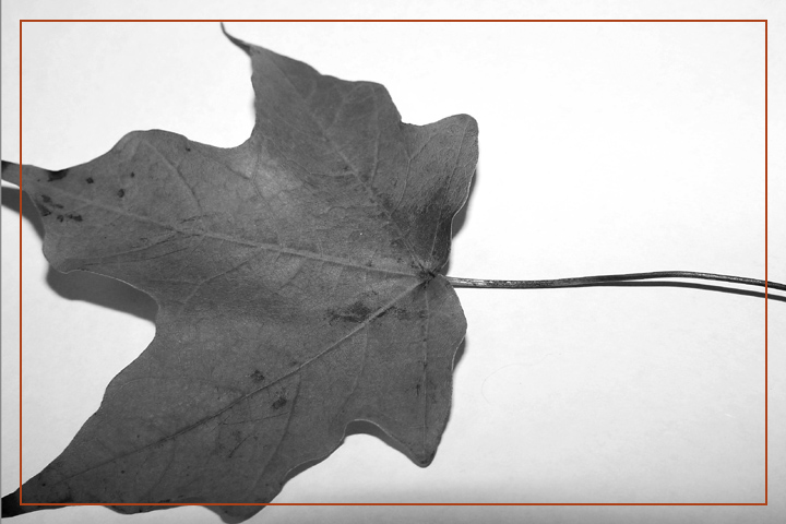 Black and White Leaf* <br> by Cynthiana Kenison