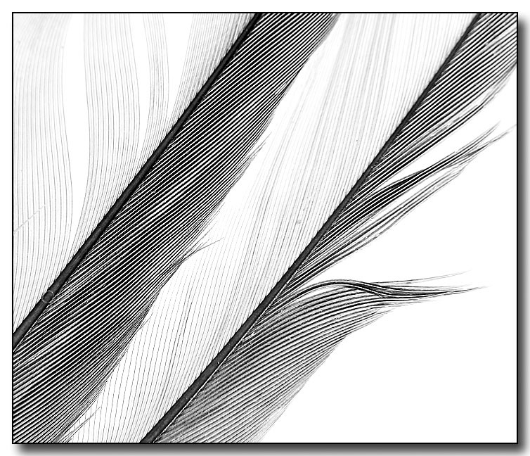 8th place [tie]<br>Maxs feathers