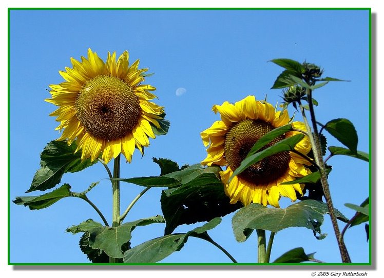 Sunflowers