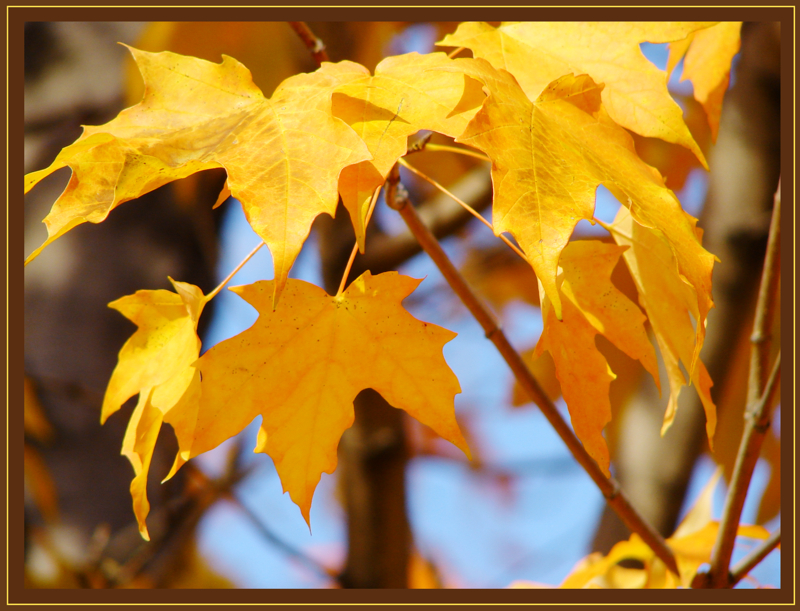 24 karat leaves<br>by parietalpenguin