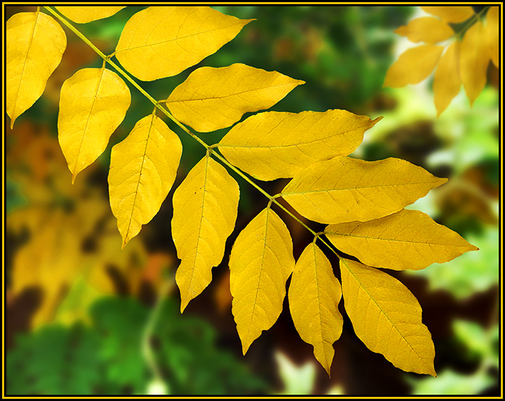 Golden Wisteria<br>by bottles