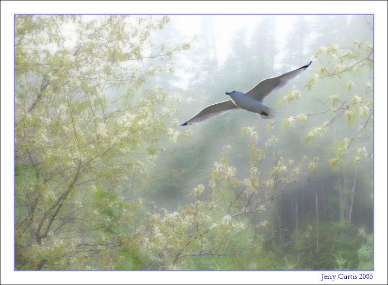 3rd place<br><B>Seagull Dreamin</B>  *