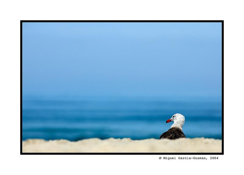 Ocean View<br> by Miguel Garcia-Guzman