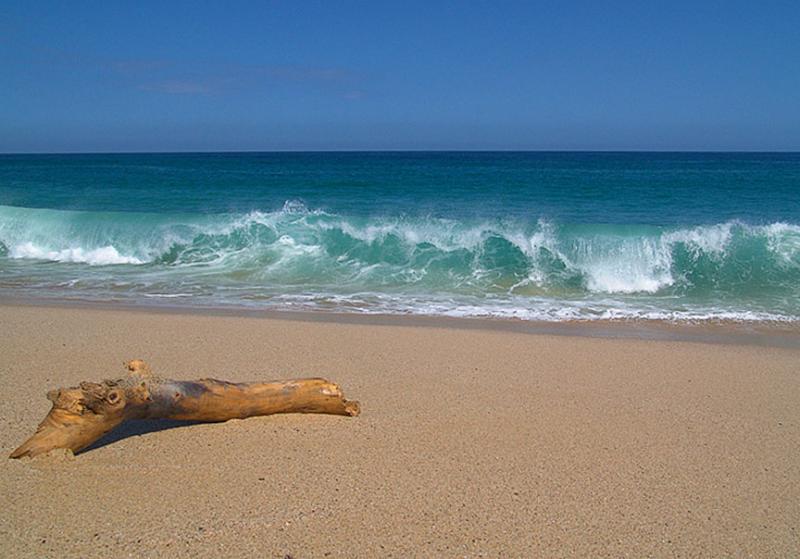 Baja Driftwood <br> by mexiwolf