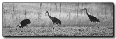 v3/06/8406/3/46263773.IMG_4759sandhillcranes1.jpg