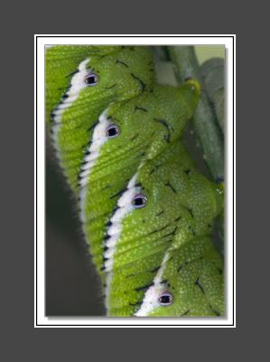 Mr. Tomato Worm