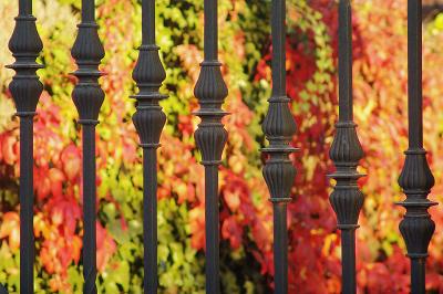 The fence*