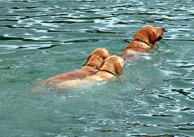 Swimming lessonby Moti