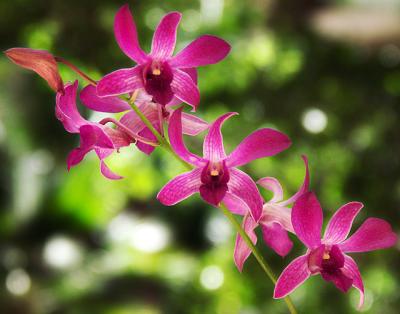 chain of orchids