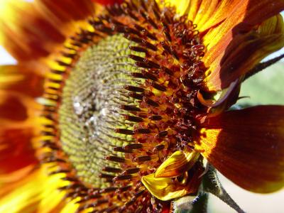 Sunflower by KAH