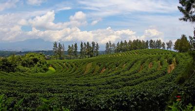 Coffee Lines by Carlos Chacon