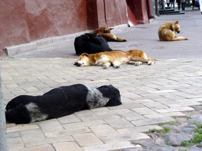 Five Lazy Dogs  by Colin Guard