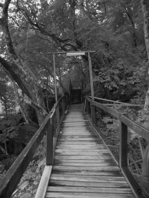 Wooden path* by Tabrizi