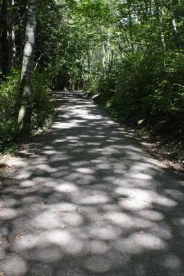 Dappled Path