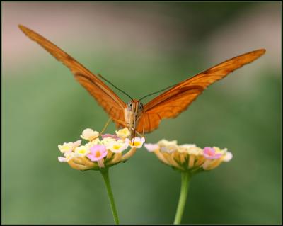 Butterflyby Troy