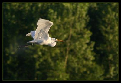 Great Egret *