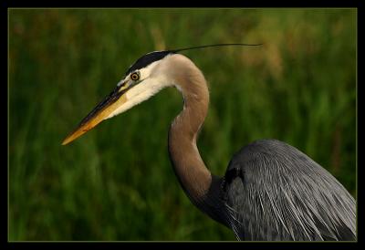 Great Blue Heron *
