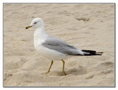 Henlopen Gull*by Tristan Panek