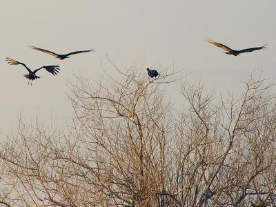 Squadron by Justin Miller