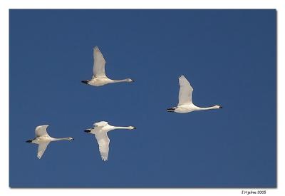 Flying Swansby Jesper Hjelme