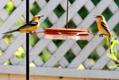 Two on a See Saw*by Terry Straehley