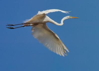 egret