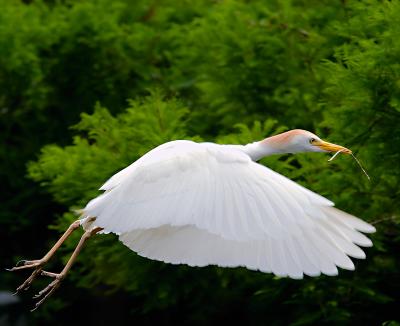 building a nest