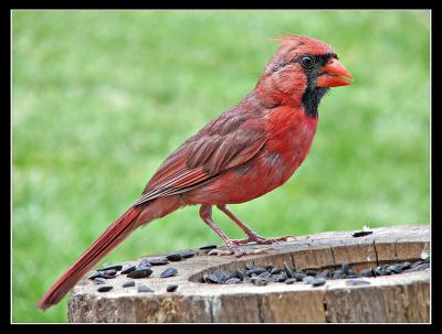 Hungry Cardinal