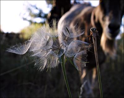 Salsify flies...* by mlynn