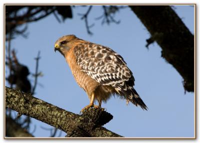pine cone perch *