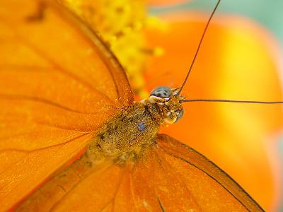 The Eyes Have It*  by Terry Straehley