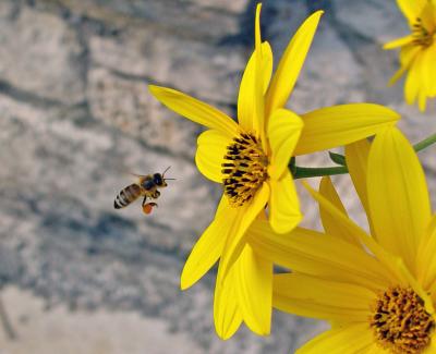 Bee-Dex