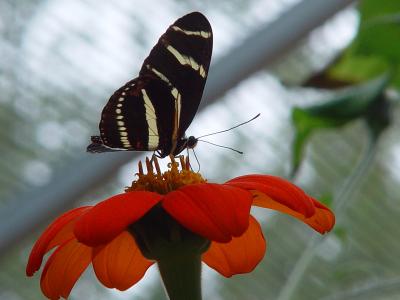 Zebra Longwing at Lunch*<br>by Terry Straehley