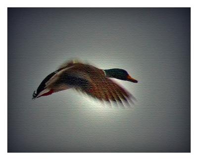 Mallard on Canvas by Norbert