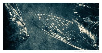 things that fly by Oleg Kikin