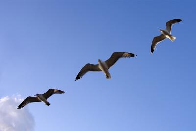 Tic..Tac..Toe, Three Gulls in a Row