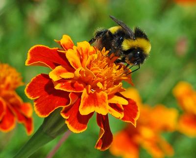 The Bee's Knees