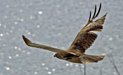 Hawk over Waterby Pete W