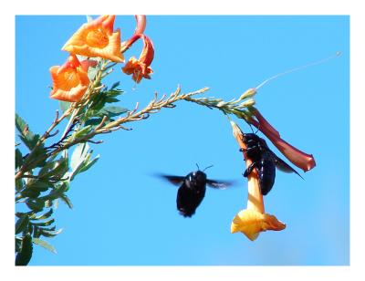 Carpenter Bees *by Brian Husk