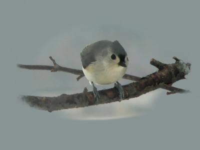 The Titmouse  by Cheryl Meisel